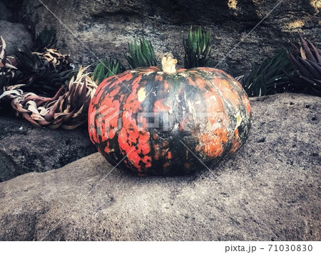 岩の上にあるハロウィンの不気味なカボチャがある風景 岩の上にあるハロウィンの不気味なカボチャがある風景 71030830