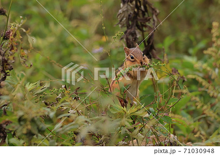 【長野県】 八島ケ原湿原 シマリス 【長野県】 八島ケ原湿原 シマリス 71030948