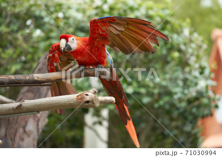 鮮やかな赤い翼や羽を持ったインコ オウムの写真素材