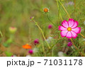 【京都府】 亀岡 夢コスモス園 【京都府】 亀岡 夢コスモス園 71031178