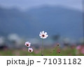 【京都府】 亀岡 夢コスモス園 【京都府】 亀岡 夢コスモス園 71031182