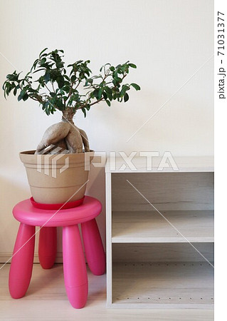 シンプルな白い棚と観葉植物 シンプルな白い棚と観葉植物 71031377