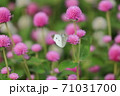 【京都府】 亀岡 夢コスモス園 センニチコウとモンシロチョウ 【京都府】 亀岡 夢コスモス園 センニチコウとモンシロチョウ 71031700