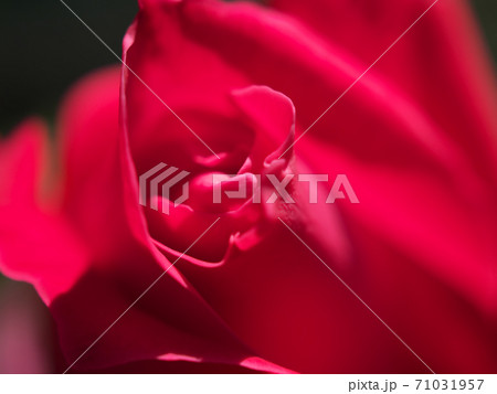 赤い薔薇の花の先端部をマクロ撮影(品種名 恋心) 赤い薔薇の花の先端部をマクロ撮影(品種名 恋心) 71031957