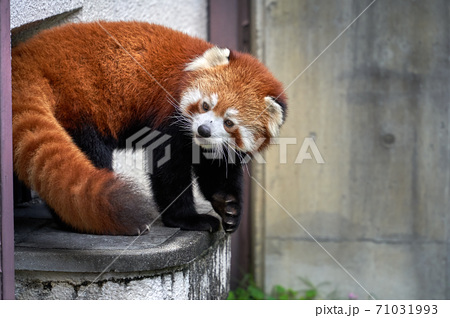 可愛いレッサーパンダ とべ動物園での風景の写真素材