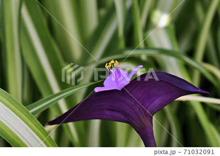 ムラサキゴテンの花 71032091