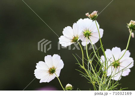 湘南三浦半島の花の名所神奈川県横須賀市久里浜花の国の秋(コスモス・秋桜) 湘南三浦半島の花の名所神奈川県横須賀市久里浜花の国の秋(コスモス・秋桜) 71032169