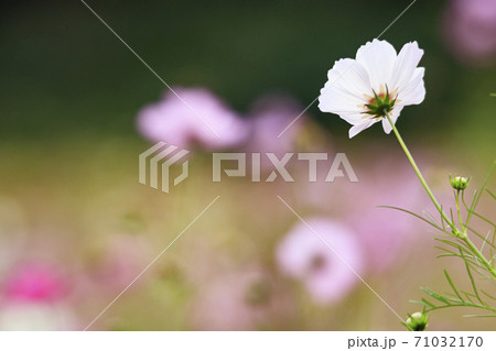 湘南三浦半島の花の名所神奈川県横須賀市久里浜花の国の秋（コスモス・秋桜） 71032170