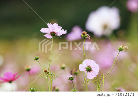 湘南三浦半島の花の名所神奈川県横須賀市久里浜花の国の秋(コスモス・秋桜) 湘南三浦半島の花の名所神奈川県横須賀市久里浜花の国の秋(コスモス・秋桜) 71032171