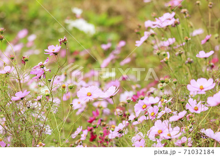 湘南三浦半島の花の名所神奈川県横須賀市久里浜花の国の秋（コスモス・秋桜） 71032184