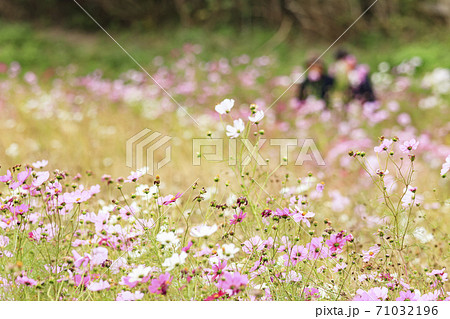 湘南三浦半島の花の名所神奈川県横須賀市久里浜花の国の秋 コスモス 秋桜 の写真素材