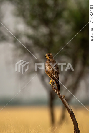 White eyed buzzard or Butastur teesa perched on a dead branch in open grassland at tal chhapar blackbuck sanctuary churu rajasthan india 71032481
