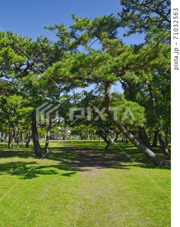 富津中の島公園の風景 富津中の島公園の風景 71032563