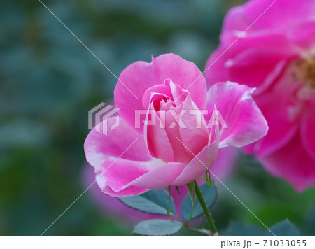 綺麗な桃色をした修景バラ ケアフリーワンダー の写真素材