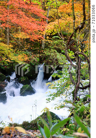 秋の奥入瀬渓流・飛金の流れ（青森県・十和田市）の写真素材 [71033066