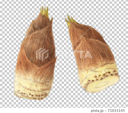 Bamboo shoots, wild plants, watercolor pencils 71033145