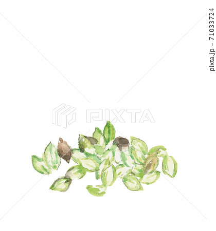 収穫した蕎麦の実 白背景 コピースペースあり 水彩 のイラスト素材