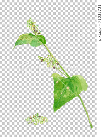 蕎麦の実 葉付き白背景  コピースペースあり【水彩】 71033731