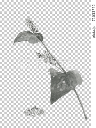 White background with buckwheat leaves Monotone copy space available [ink painting style] 71033732