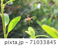 クサグモの幼生 71033845