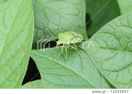 アオカメムシ アオカメムシ 71033847