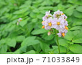 じゃがいもの花 71033849