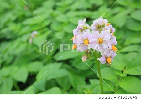 じゃがいもの花の写真素材