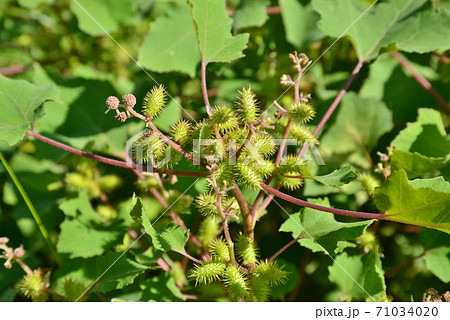 ひっつき虫 71034020