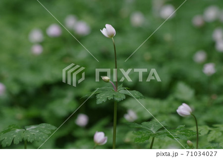 二輪草の花 二輪草の花 71034027