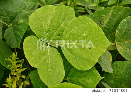 葛の葉をクローズアップの写真素材