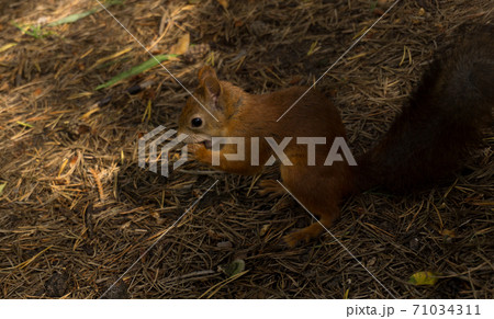 Little squirrel on the ground in summer gnaws a nut 71034311