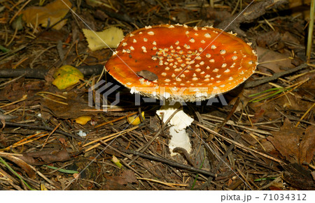 A large fly agaric among fir needles and old foliage 71034312