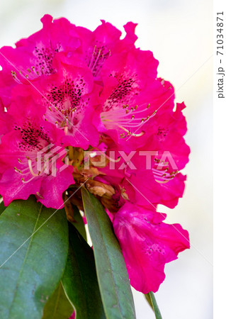 ツツジ 71034871