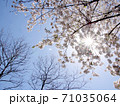 青空と桜に太陽の光 71035064