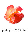 Isolated photo of garden rose flower on a white background in hard light from behind from above 71035140