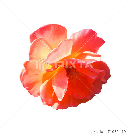 Isolated photo of garden rose flower on a white background in hard light from behind from above 71035140