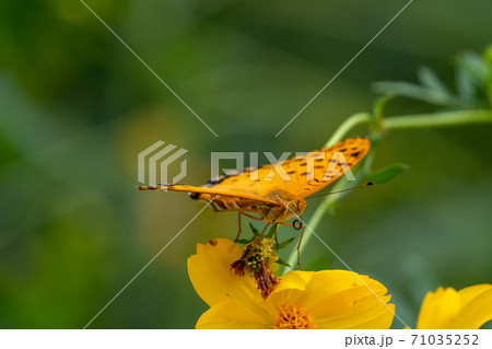 花の蜜を吸うツマグロヒョウモンのオス 71035252