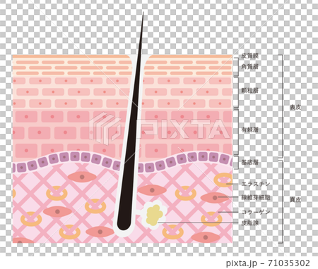 Illustration of the skin structure of the skin (epidermis and dermis) 71035302