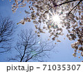 青空に桜と陽の光 71035307