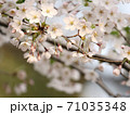 満開の桜 71035348