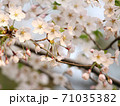 満開の桜 71035382