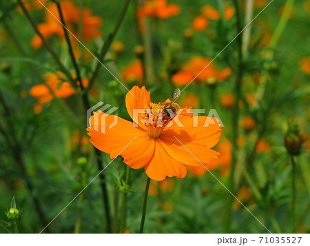 カラフルなコスモス畑と蜜を吸う昆虫の写真素材