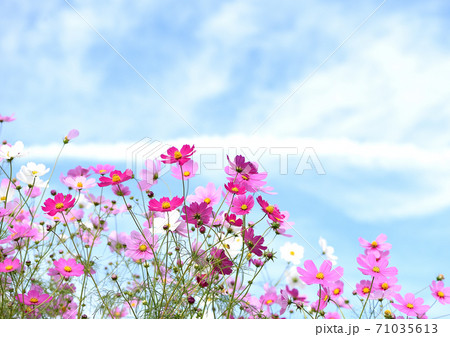 コスモスの花と空の写真素材