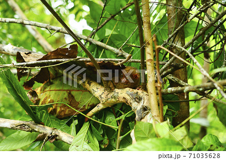 フィリピンのメガネザル の写真素材