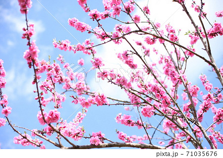 ハナモモ ハナモモ 71035676