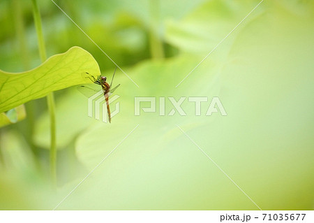 蓮の葉に止まるトンボ 蓮の葉に止まるトンボ 71035677