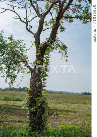 蔓の絡まる木 71035920