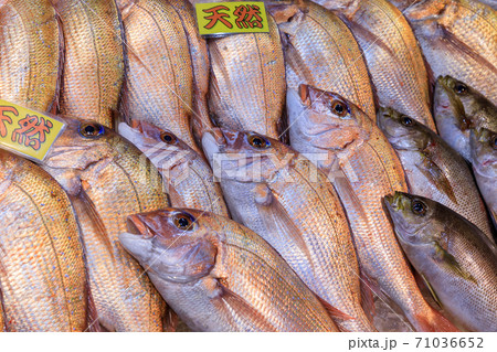 長崎佐世保_佐世保朝市の鮮魚 71036652