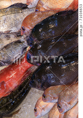 長崎佐世保_佐世保朝市の鮮魚 71036653