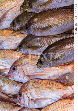 長崎佐世保_佐世保朝市の鮮魚 長崎佐世保_佐世保朝市の鮮魚 71036654